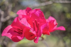 Bougainvillea