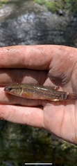 Umbra pygmaea