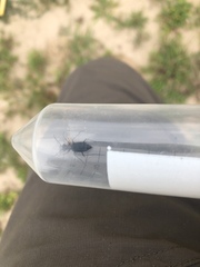 Cicindela punctulata