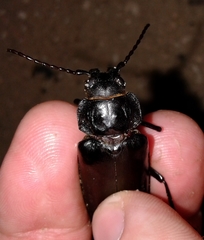 Archodontes melanopus