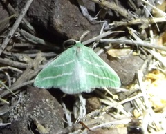 Synchlora bistriaria