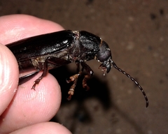 Archodontes melanopus