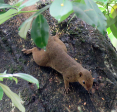 Callosciurus notatus