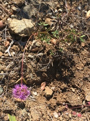 Monardella purpurea