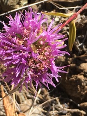 Monardella purpurea