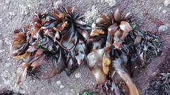 Mazzaella laminarioides