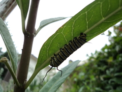 Danaus plexippus