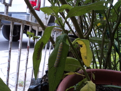 Danaus plexippus