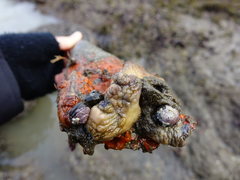 Cnemidocarpa bicornuta