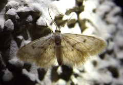 Idaea bonifata