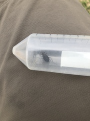 Cicindela punctulata