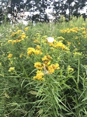 Solidago
