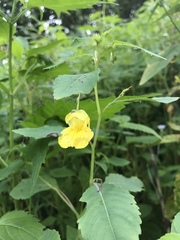 Impatiens pallida