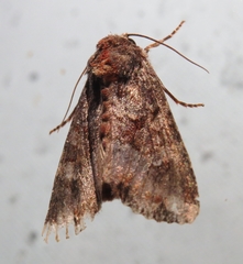 Apamea amputatrix