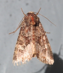 Apamea amputatrix