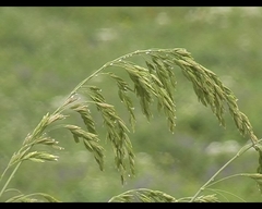 Bromus secalinus