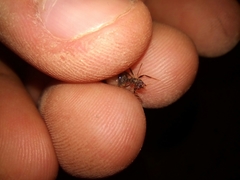 Myrmecocystus