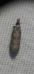 Dichomeris inversella