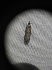 Dichomeris inversella