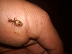 Myrmecocystus