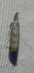 Dichomeris inversella