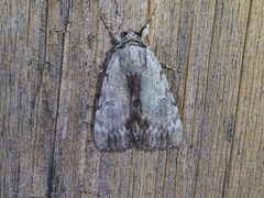 Catocala gracilis