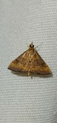 Pyrausta rubricalis