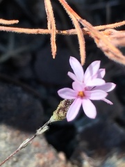 Lessingia micradenia micradenia