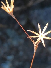 Lessingia micradenia micradenia