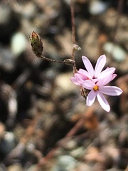 Lessingia micradenia micradenia