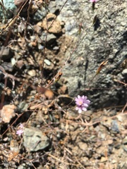 Lessingia micradenia micradenia