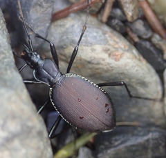 Scaphinotus angusticollis