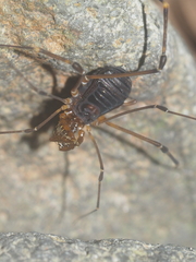 Epedanidae