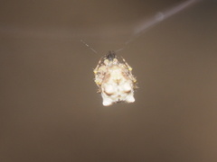 Dolichognatha