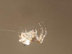 Dolichognatha
