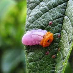 Mimocalla gigantea
