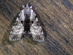 Catocala andromedae