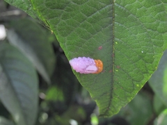 Mimocalla gigantea