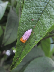 Mimocalla gigantea