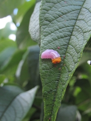 Mimocalla gigantea