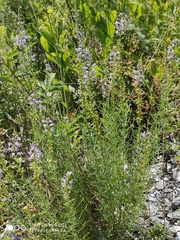 Veronica pinnata