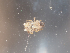 Dolichognatha