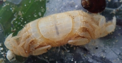 Pinnotheridae