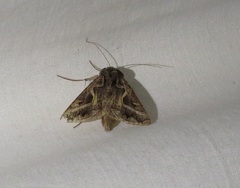 Autographa flagellum