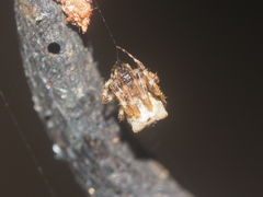 Dolichognatha