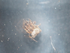 Dolichognatha