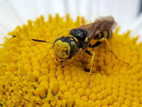 Philanthus crabroniformis photo 5