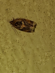 Argyrotaenia amatana