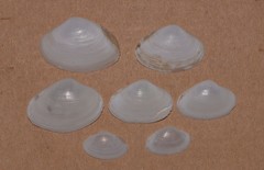 Mactrotoma antecedens