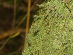 Cladonia subcariosa
